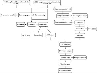 Integrated Protein–Protein Interaction and Weighted Gene Co-expression Network Analysis Uncover Three Key Genes in Hepatoblastoma